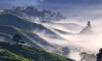 Spectacular Long Coc tea hills, Phu Tho province