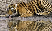 India sees record tiger deaths in 2021