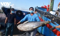 Fishermen in Binh Dinh earns a bumper tuna crop  