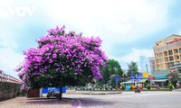Emergence of blossoming crape myrtle flowers in Hanoi marks arrival of summer