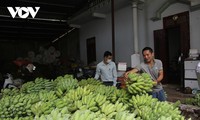 People in Muong La district, Son La province, develop thick banana trees