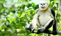 Ha Giang teams up with FFI to protect Tonkin snub-nosed monkeys