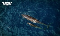 Blue whales spotted off Vietnam south-central coast