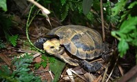 Rare turtles found in Vietnam’s Pu Hu nature reserve