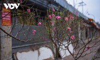 Peach blossoms signal first sign of Tet in Hanoi