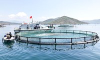 Vietnam develops large-scale aquaculture