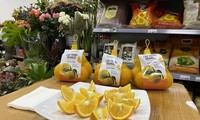 Vietnam’s Cao Phong orange hits UK shelves