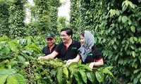 Nestle helps 21,000 farmers in Vietnam shift to regenerative agriculture