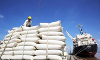 Vietnam’s rice export prices hit record high