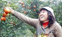 Les oranges de Cao Phong