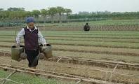 La redistribution des terrains agricoles à Hanoi 