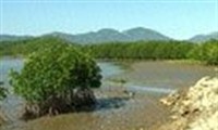 A la découverte des mangroves de Khanh Hoà