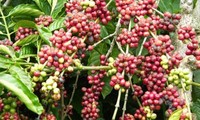 Vietnam, premier exportateur mondial du café vers un développement durable