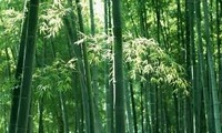 Les produits en bambou dans la vie des Vietnamiens