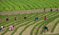 Le Vietnam et la RPD de Corée coopèrent dans l'agriculture