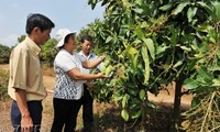 Les Chăm à Đồng Nai répondent à la nouvelle ruralité