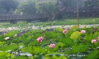 Les graines de lotus de Hue