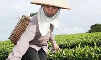 Le thé vietnamien améliore sa qualité