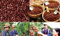 Augmenter la valeur ajoutée du café vietnamien