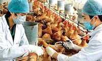 Grippe aviaire: Les localités vietnamiennes renforcent la prévention