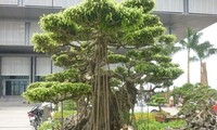 Hue: Vernissage de l’exposition de plantes ornementales au jardin royal de Co Ha