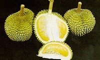 Le durian - héros des fruits