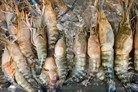 Les crevettes congelées vietnamiennes exportées aux Etats Unis subissent 2 taxes absurdes