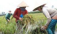 Agriculture vietnamienne face au changement climatique