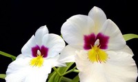 Orchidée - la reine des fleurs