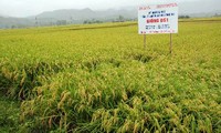 Les vastes superficies agricoles dans la province d'Yen Bai