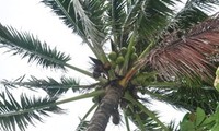 Nam Yet, l’île des cocotiers