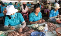 Vietnam, premier exportateur mondial de noix de cajou pour la 8è année consécutive