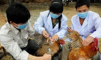 Localités vietnamiennes intensifient la prévention et lutte contre les risques de la grippe aviaire