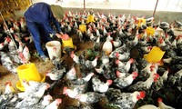 Le Vietnam intensifie la lutte contre la grippe aviaire