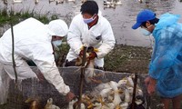 Grippe aviaire : les contrôles sont renforcés à la frontière