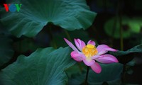 La beauté des lotus de Hue charme l’âme