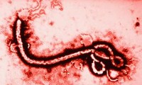Ebola: 1.069 victimes de l'épidémie en six mois