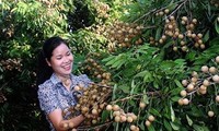 Bientôt les premiers longanes vietnamiens seront présents aux Etats-Unis 