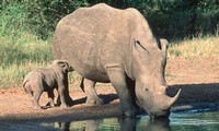 Une campagne sur la protection des rhinocéros