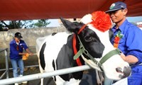 Concours de beauté de vaches laitières de Môc Châu