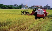 Elever la valeur des exportations de riz du Vietnam 