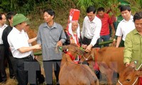 Des bœufs reproducteurs aux foyers pauvres de Hà Giang