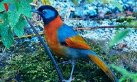 Les beaux oiseaux précieux du Vietnam 