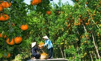 Le delta du Mékong crée un label pour ses fruits