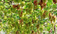 Ninh Thuân mise sur la viticulture