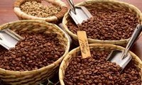 Le Vietnam parmi les 6 producteurs de café préférés aux Etats-Unis 