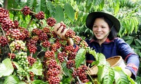 Vers un développement durable du Café