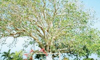Bac Lieu : Un manguier de 300 ans reconnu «arbre patrimonial» du Vietnam