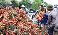 Exportation en mai des premiers litchis vietnamiens vers les Etats-Unis