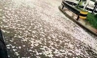 À Tianjin, après la pluie, une mystérieuse mousse blanche envahit la ville